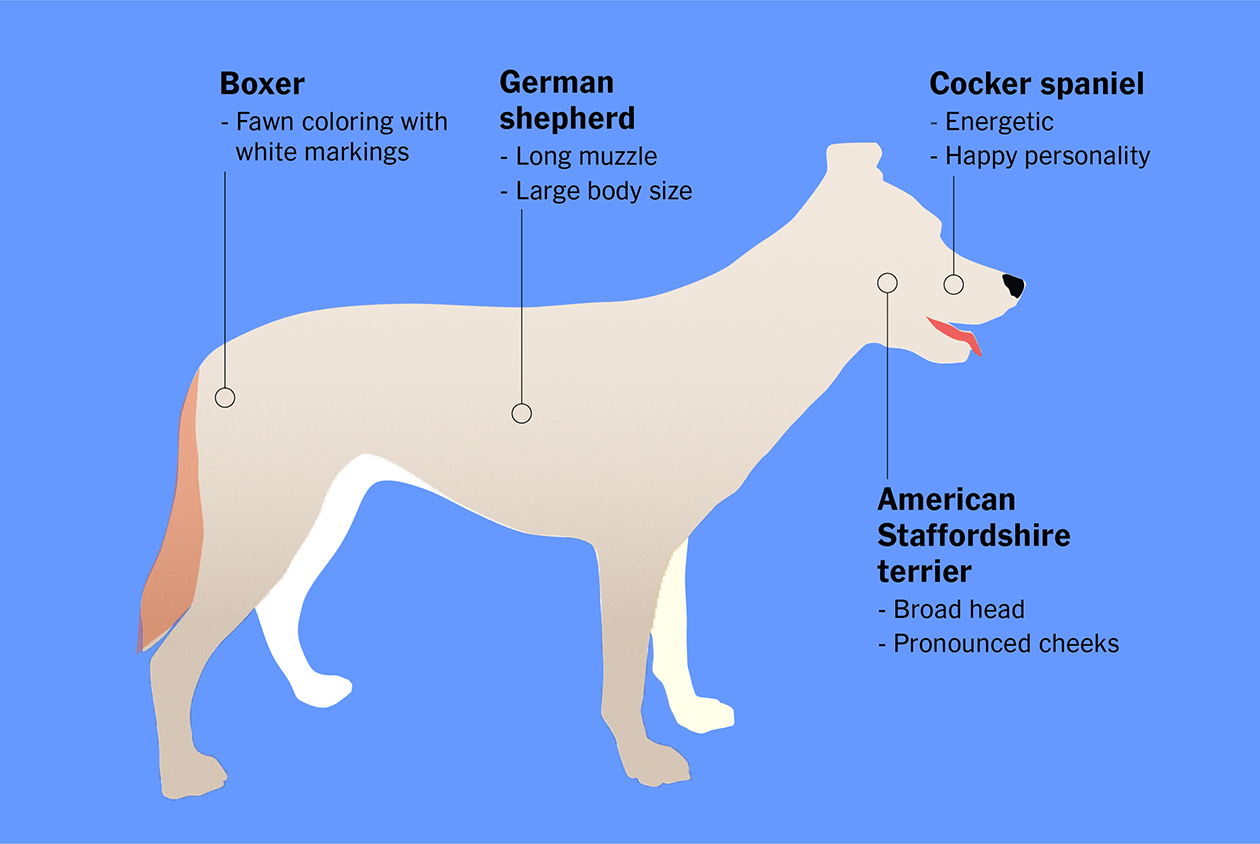  Are Dog DNA Tests Reliable If You Want To Know If Your Dog Is 