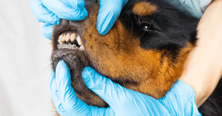 caring for your dog with dental braces