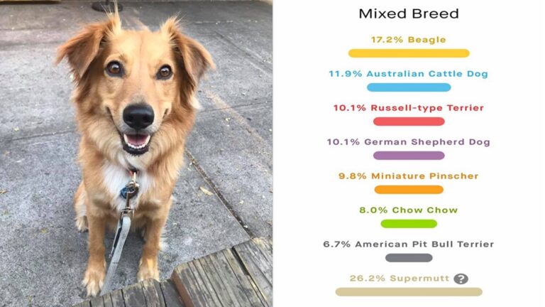 cost of dog dna tests in the united states 1