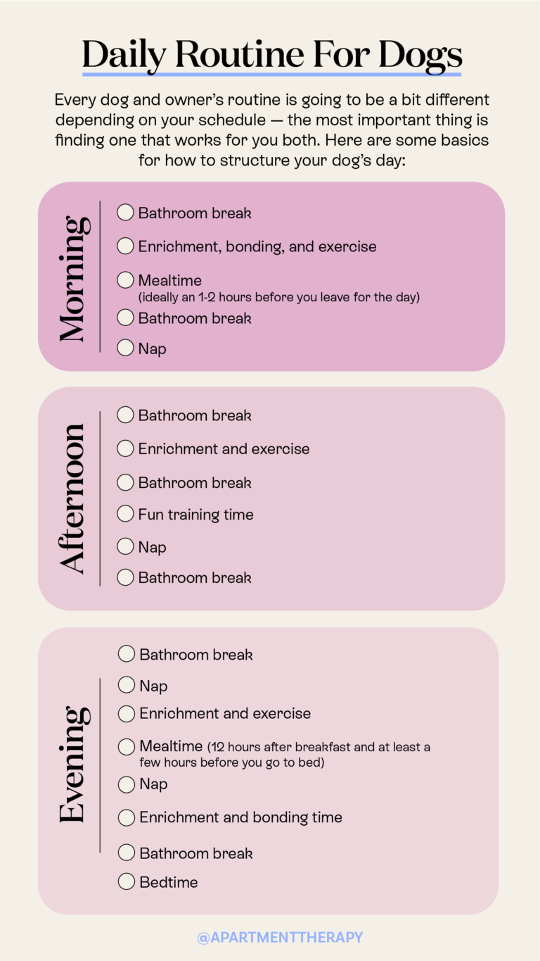 daily dog care routine essentials