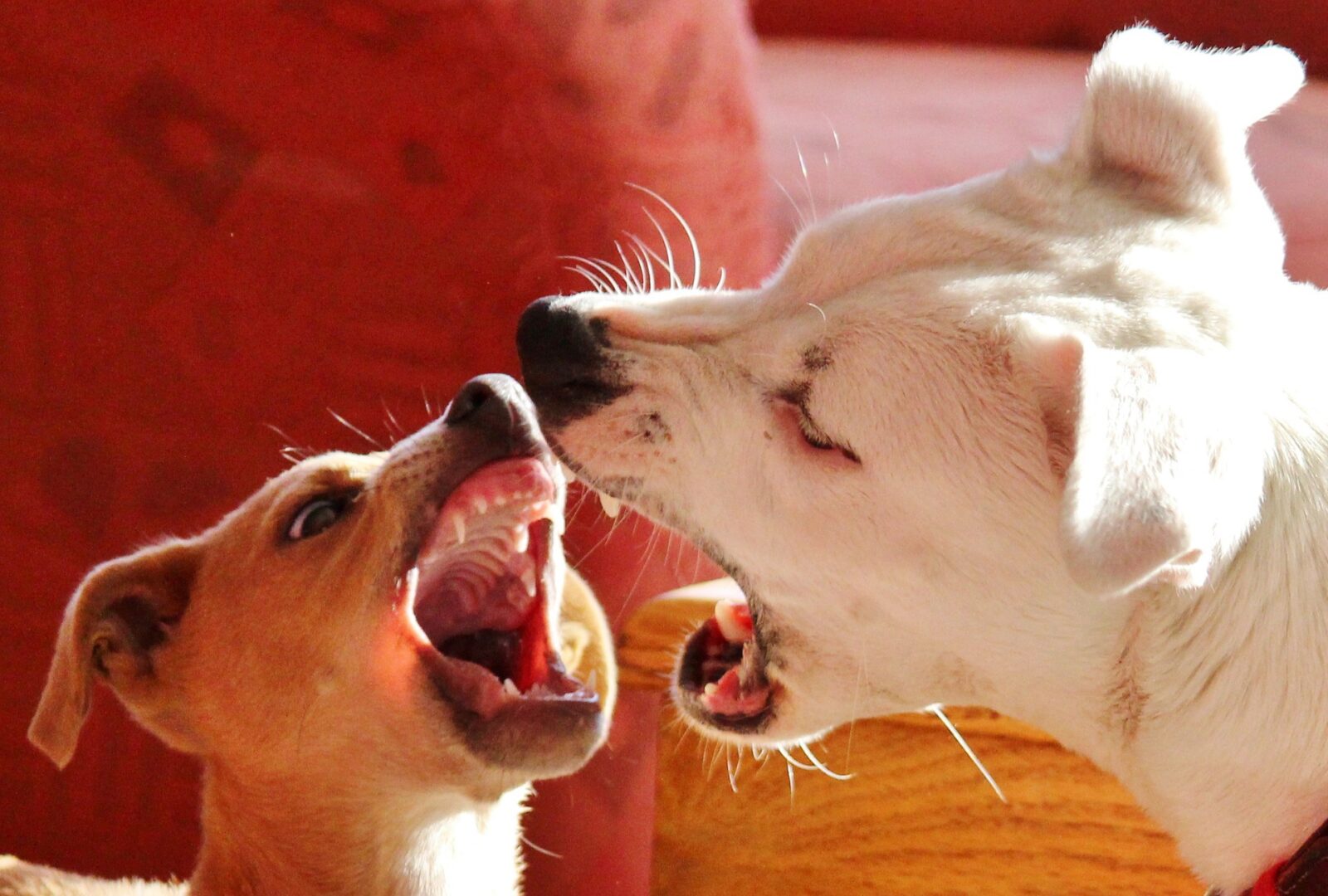 teaching-my-puppy-not-to-bite-doggie-joy