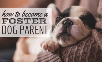 how to become a dog foster carer