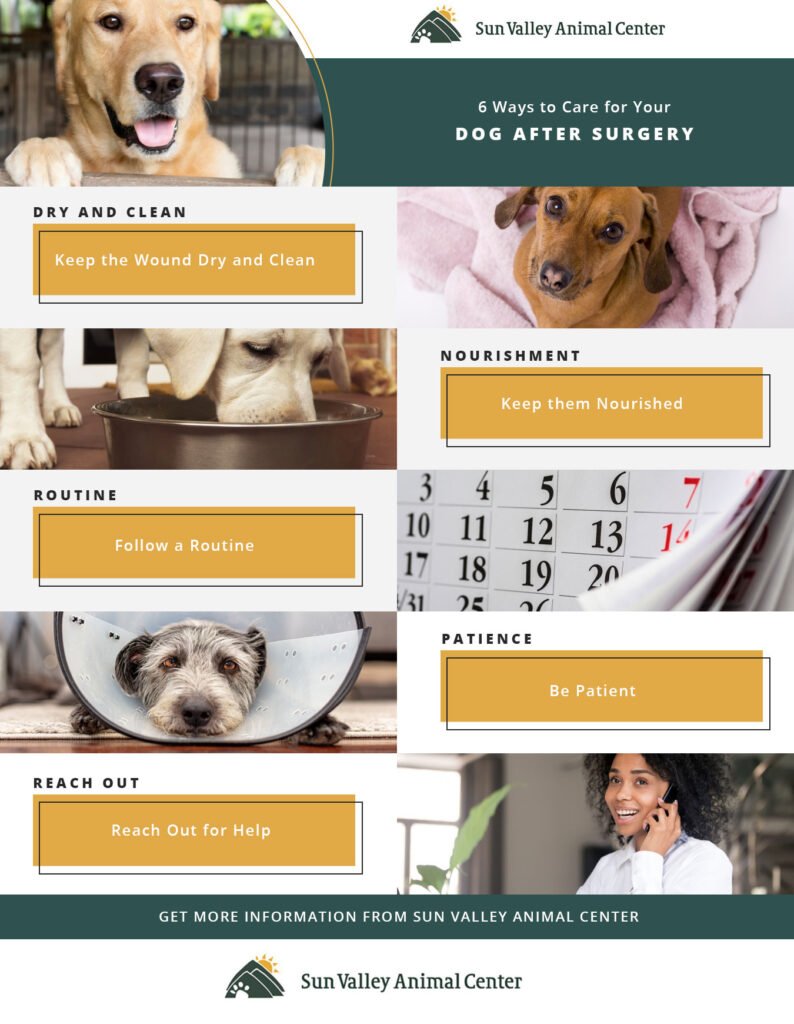 How to Care For a Dog Post Surgery Doggie Joy