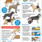 how to care for a dog with hip dysplasia