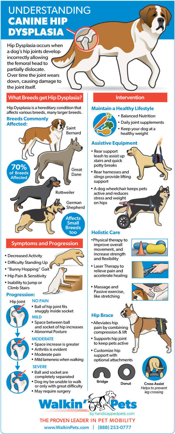 how to care for a dog with hip dysplasia