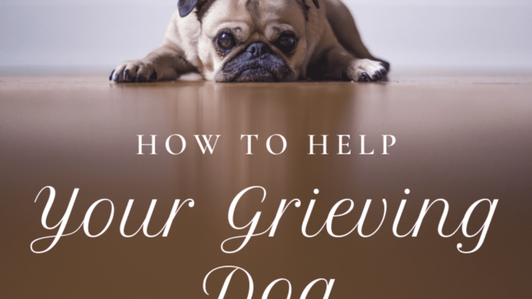 how to care for a grieving dog