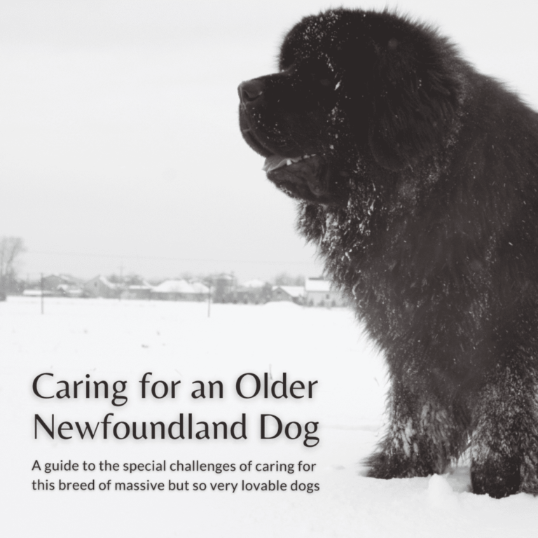 how to care for a newfoundland dog