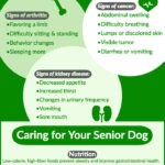 how to care for an elderly dog