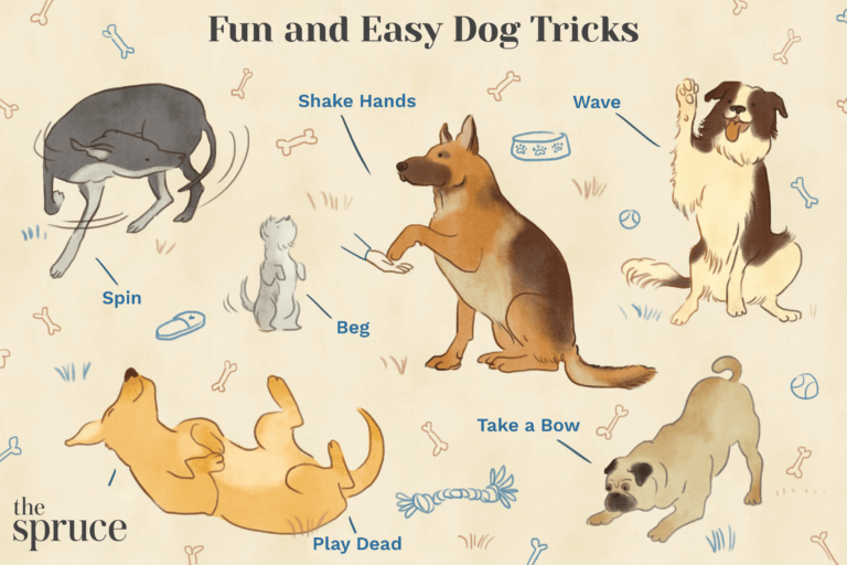 how to get my dog to play