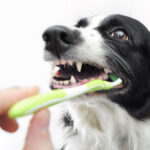 how to keep your dogs teeth clean and shiny