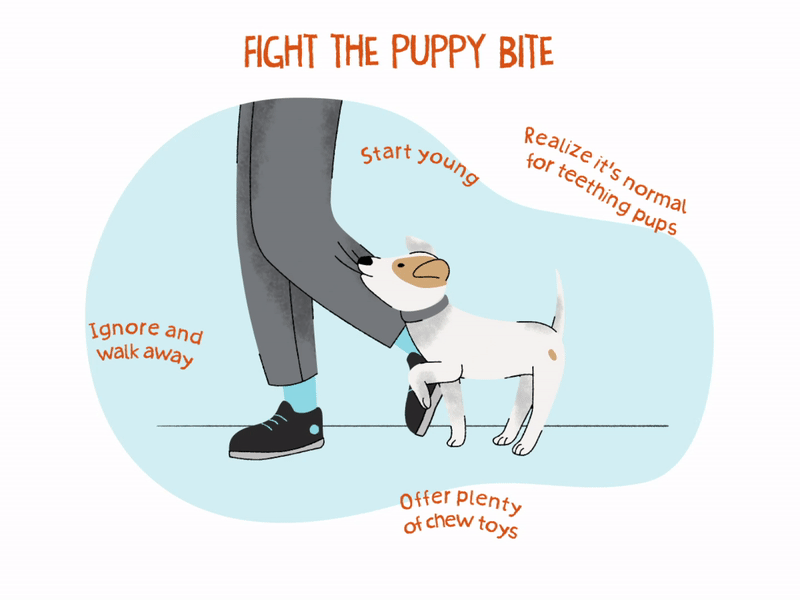 how to prevent your puppy from biting