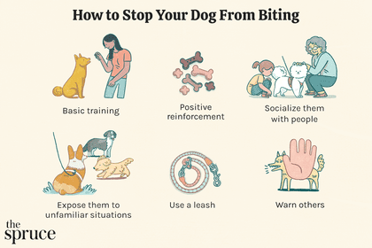how to stop a dog from biting