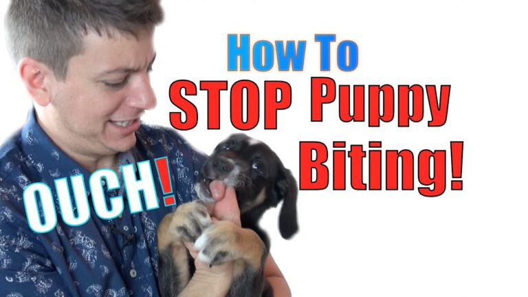 how to train your puppy not to bite