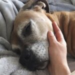 important considerations when caring for a dying dog at home