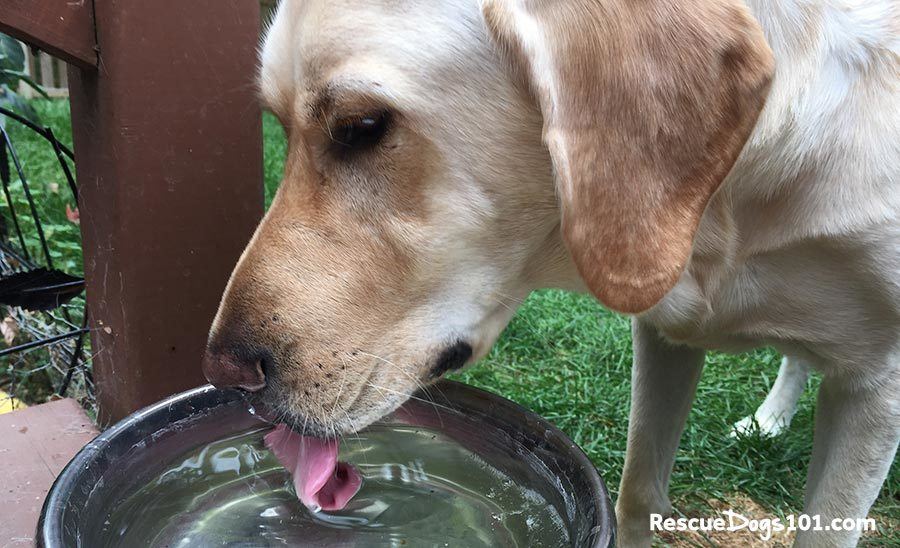 water for dogs how to make sure your dog drinks only the best water for dogs