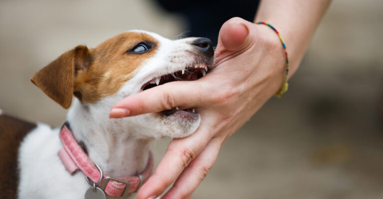 biting inhibition for puppies