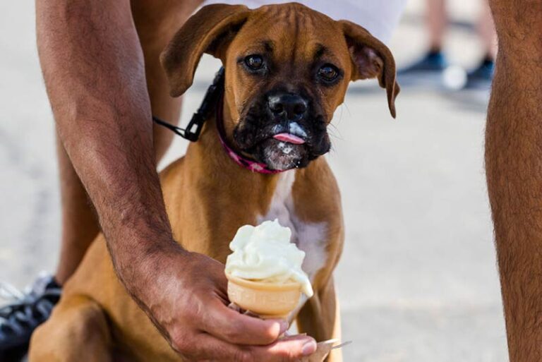 dog treat places near me