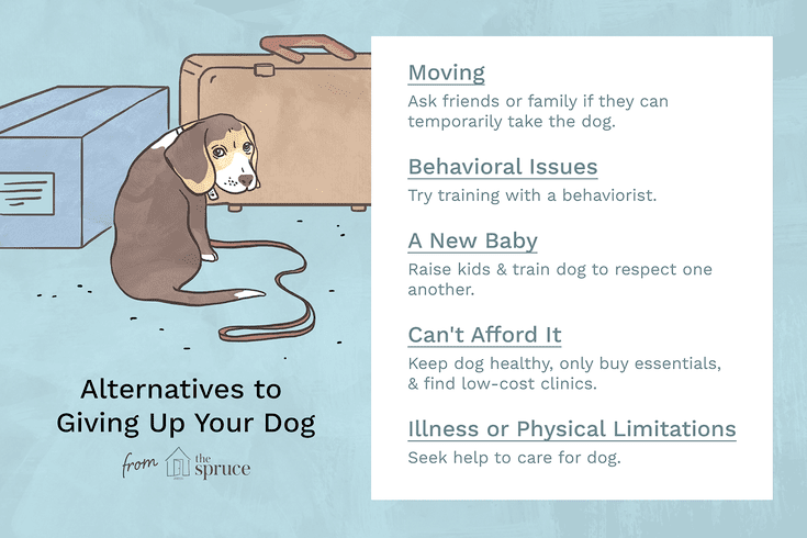 how to care for an abandoned dog