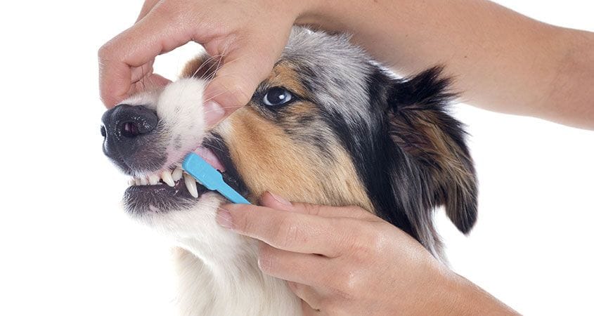 how to care for dogs teeth without brushing it