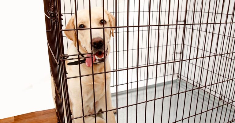 how to crate train your shelter dog