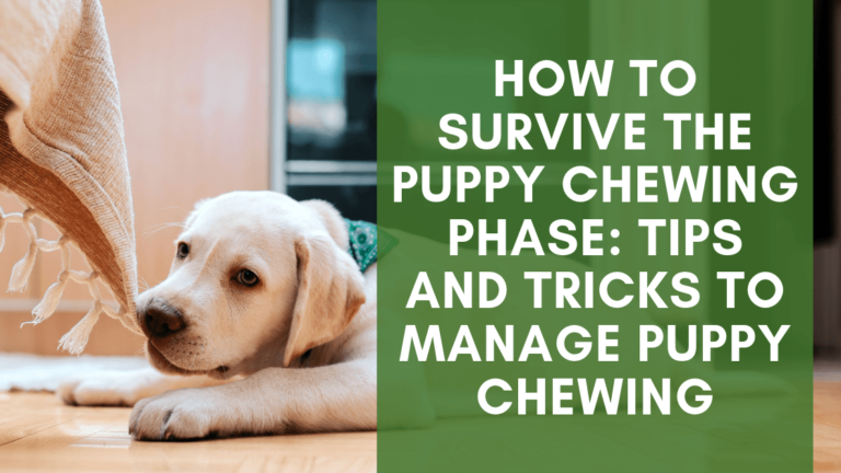 how to deal with the puppy biting stage