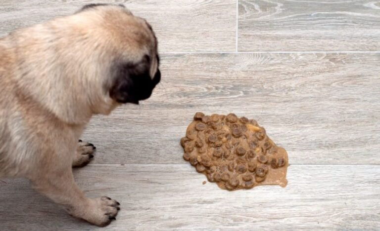 how to make a dog throw up 1