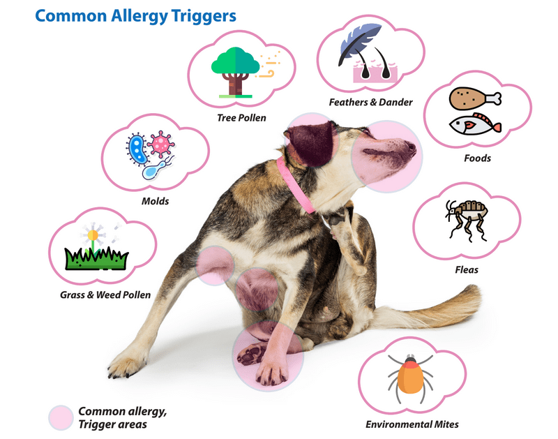 How To Take Care Of Dog Allergies If Your Dog Has Allergies There Are 