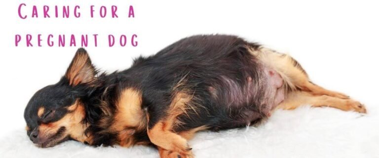 how to take care of dog during pregnancy