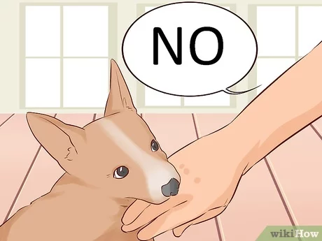 how to teach a puppy not to bite you