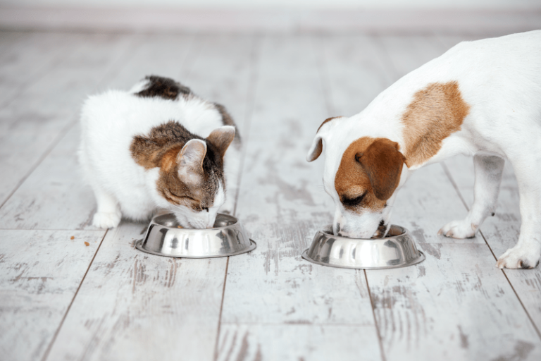 is dog food bad for cats