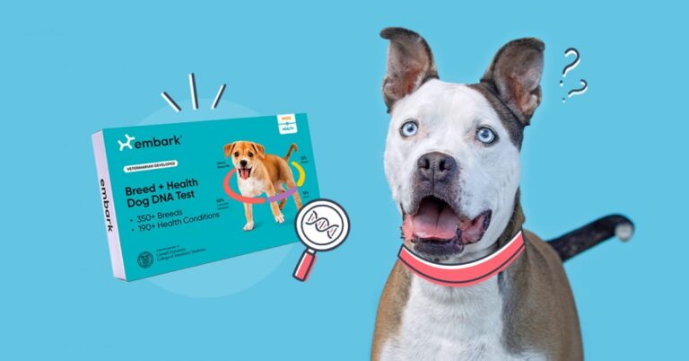 the best dog dna test for rescues