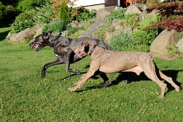 are great danes aggressive 1