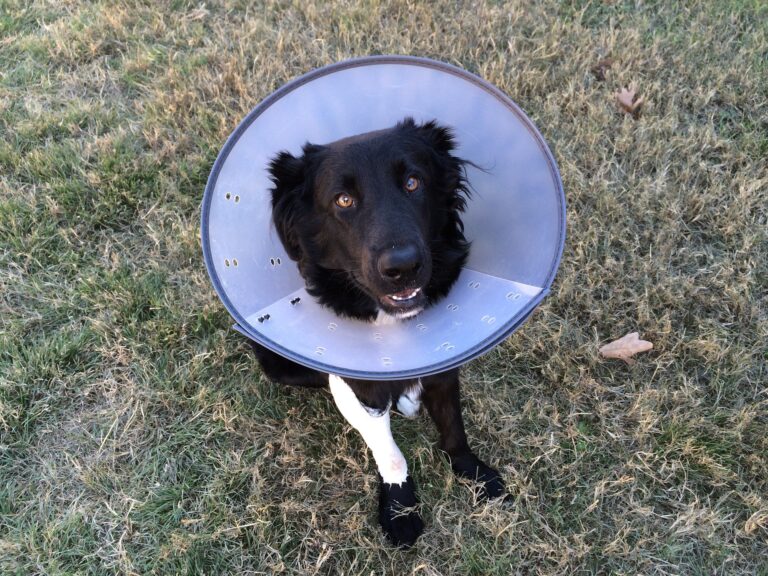 cone of shame 2093433 1920