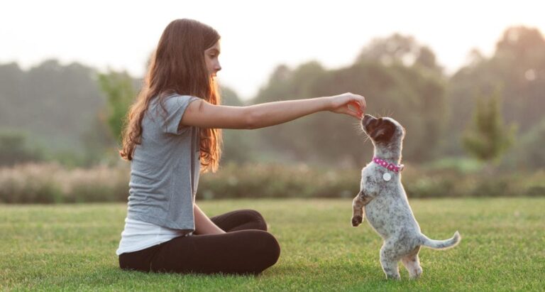 training puppy