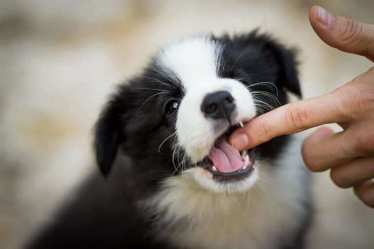 puppy biting 1