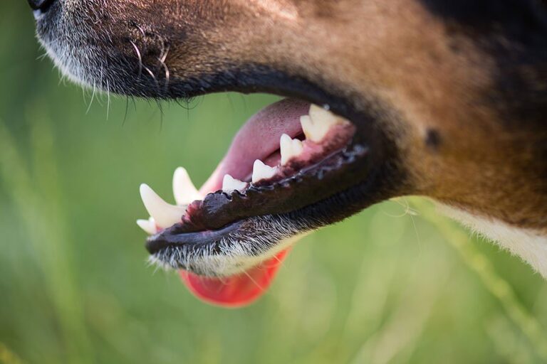 dogs teeth