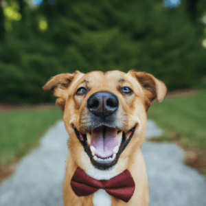 smiling dog with bow tie