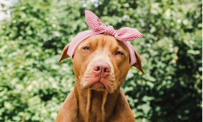 How to Control Your Dog’s Behavior When in Heat