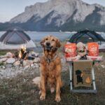 camping dog