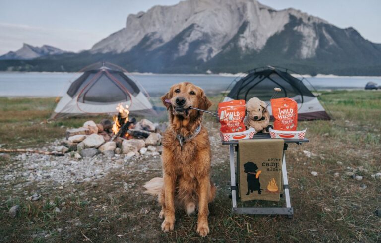 camping dog