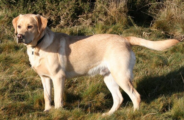 labrador dogs