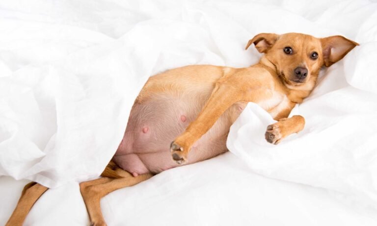 how to care for a pregnant dog