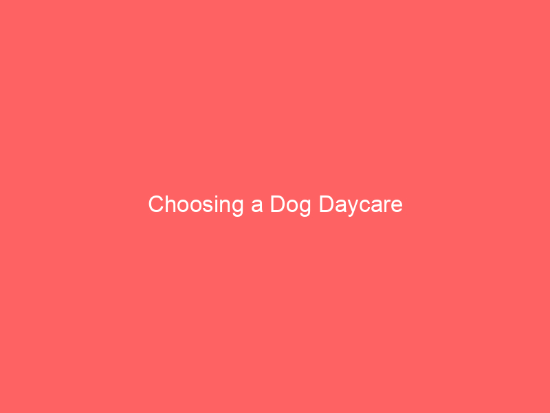 Choosing a Dog Daycare