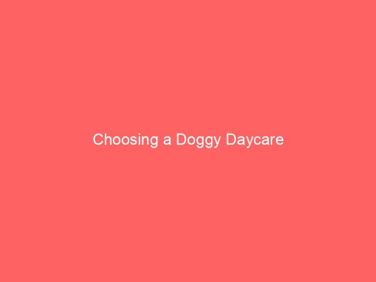 Choosing a Doggy Daycare