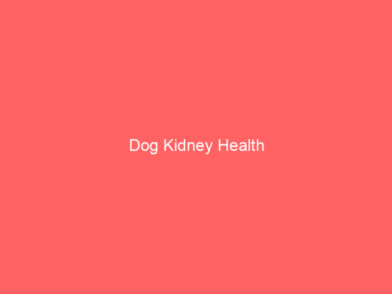 Dog Kidney Health