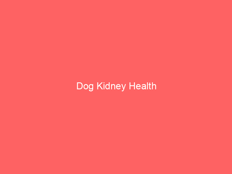 Dog Kidney Health