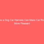 How a Dog Car Harness Can Make Car Rides More Pleasant