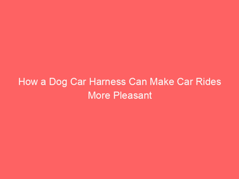 How a Dog Car Harness Can Make Car Rides More Pleasant