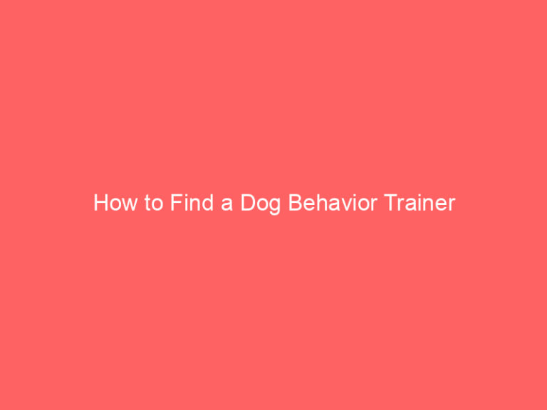 How to Find a Dog Behavior Trainer