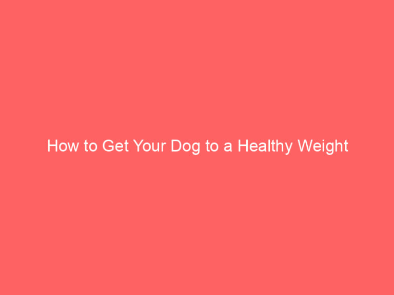 How to Get Your Dog to a Healthy Weight